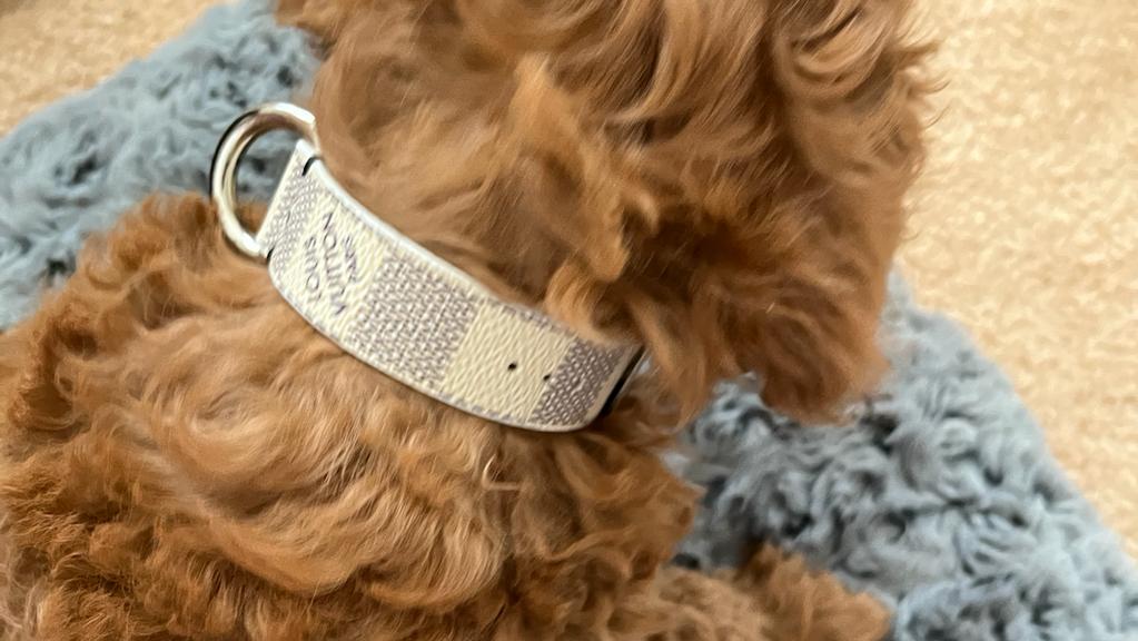 Louis Vuitton Leather Dog Collars