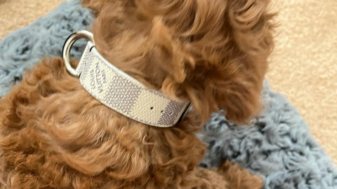 LV Monogram Dog Collar (Large Breed) — Frostytch